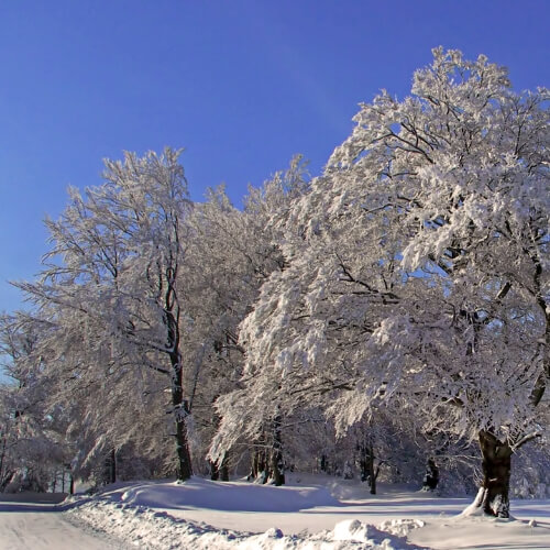 Healthy trees with snow covered branches withstand the winter months