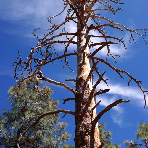 Spruce tree suffering from northern pine beetle infestation