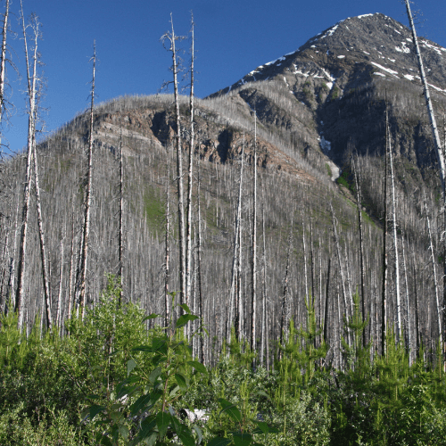 New trees and shrubs regrow in a former wildfire burn location near Kelowna