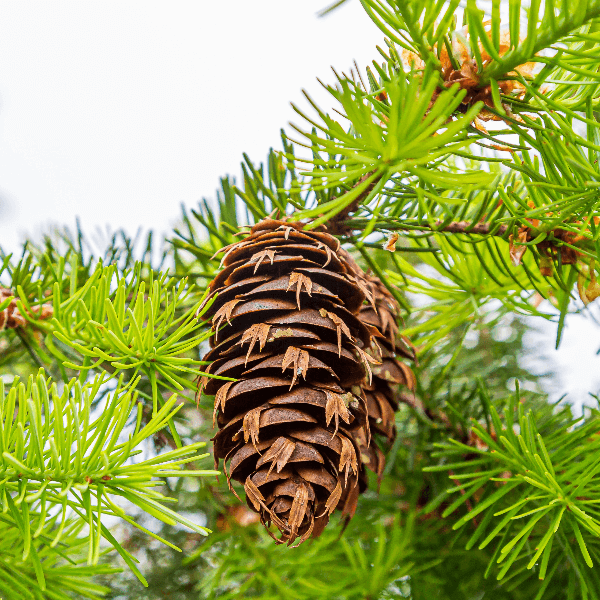 Douglas Fir needles and pine cones