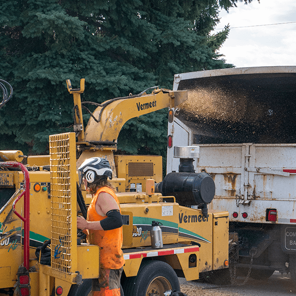 Chipping brush as part of the FireSmart program