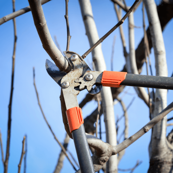 Pruning a cherry tree
