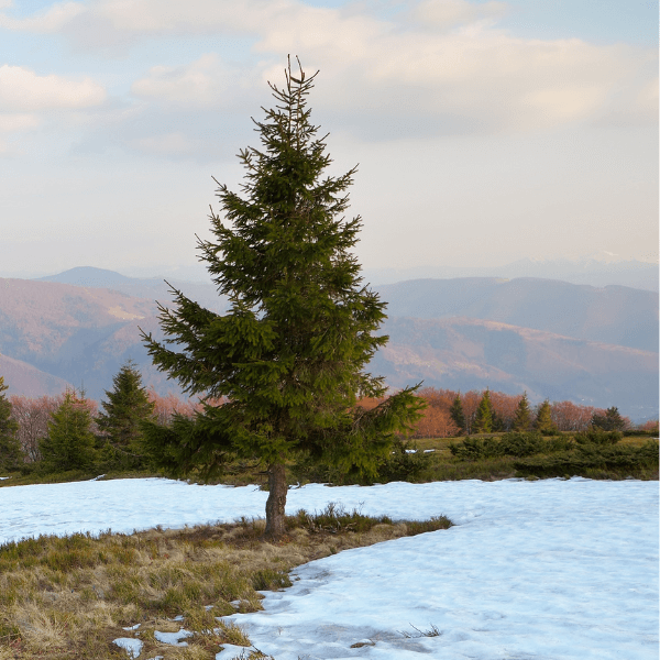 Snow melts around a spruce tree out side of Kelowna BC