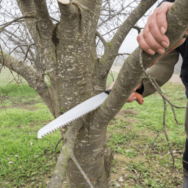 a pruning saw used to cut a tree branch