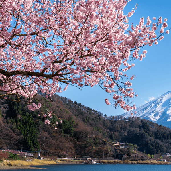 Cherry tree blooms in the south Okanagan valley in spring