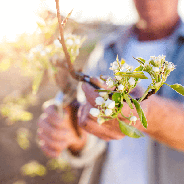 Cherry blossom pruning