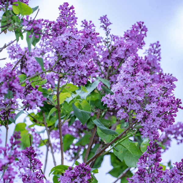Purple lilac blooms