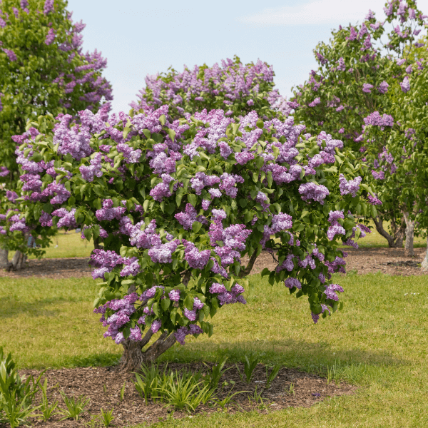 Lilac tree with purple flowers