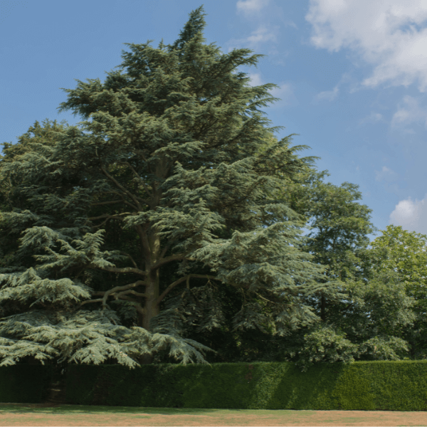 Drought tolerant blue atlas cedar tree