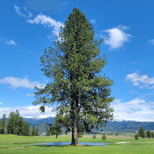 Drought tolerant Kelowna ponderosa pine tree
