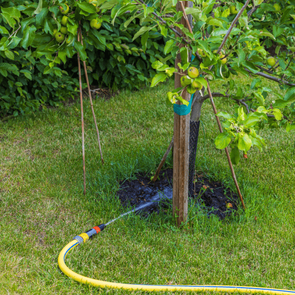 hose watering a young tree