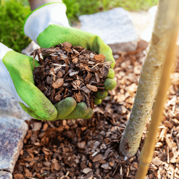 Mulch added to base of small tree in Kelowna