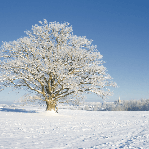 tall oak tree with frosted branches