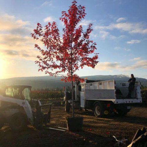 The Action Tree crew delivers trees to be planted